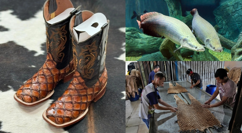 Do Amazonas para os EUA: botas de pirarucu que sustentam pesca
