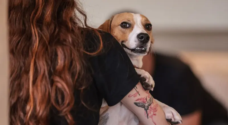 Governo Federal sanciona lei que define normas para guarda compartilhada de pets e direitos dos tutores