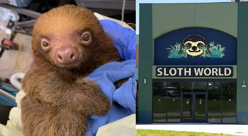 Tragédia na Flórida: fechamento do Sloth World após perdas