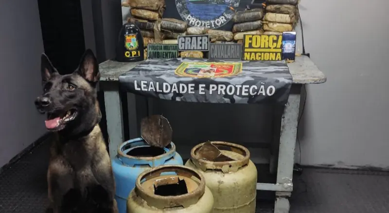 Cão farejador encontra mais de 30kg de drogas no AM