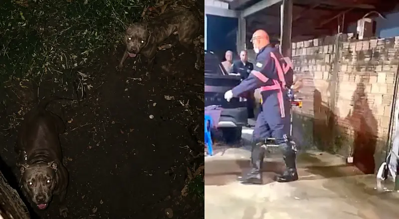 Ladrão pula muro e se depara com Pitbulls; SAMU acionado!