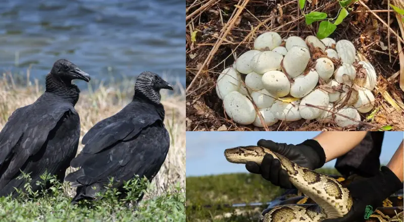 Natureza contra-ataca: Urubus combatem ovos de píton na Flórida
