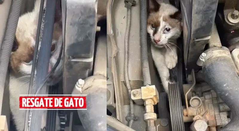 Bichano fica preso em motor de carro e é resgatado pelos Bombeiros
