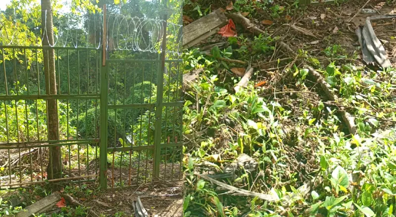 Capivara morta é confundida com corpo em Manaus; assista ao vídeo