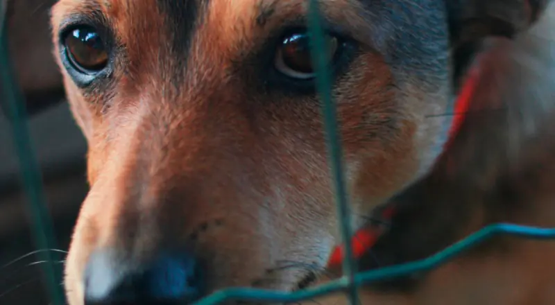 Revoltante: homem é preso por abusar de cachorro em Manaus