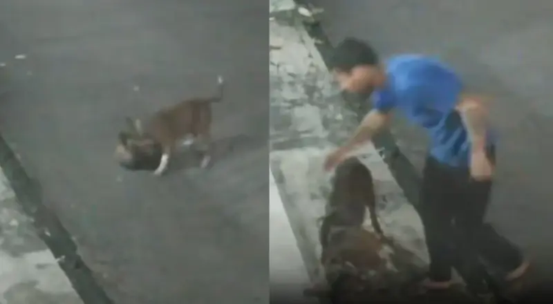 Tutor de pitbull é alvo de críticas após ataque em Manaus