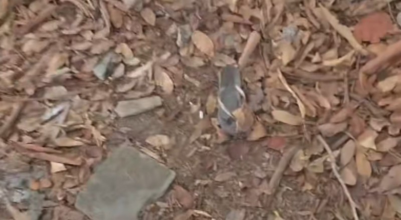 Mulher é encontrada morta em mata do Parque Mosaico, Manaus