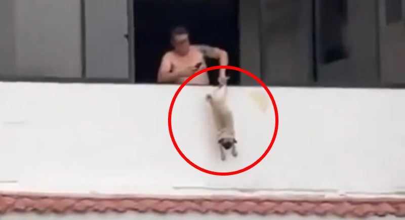 Cena revoltante! Ex-jogador é preso por mau-trato a cachorro